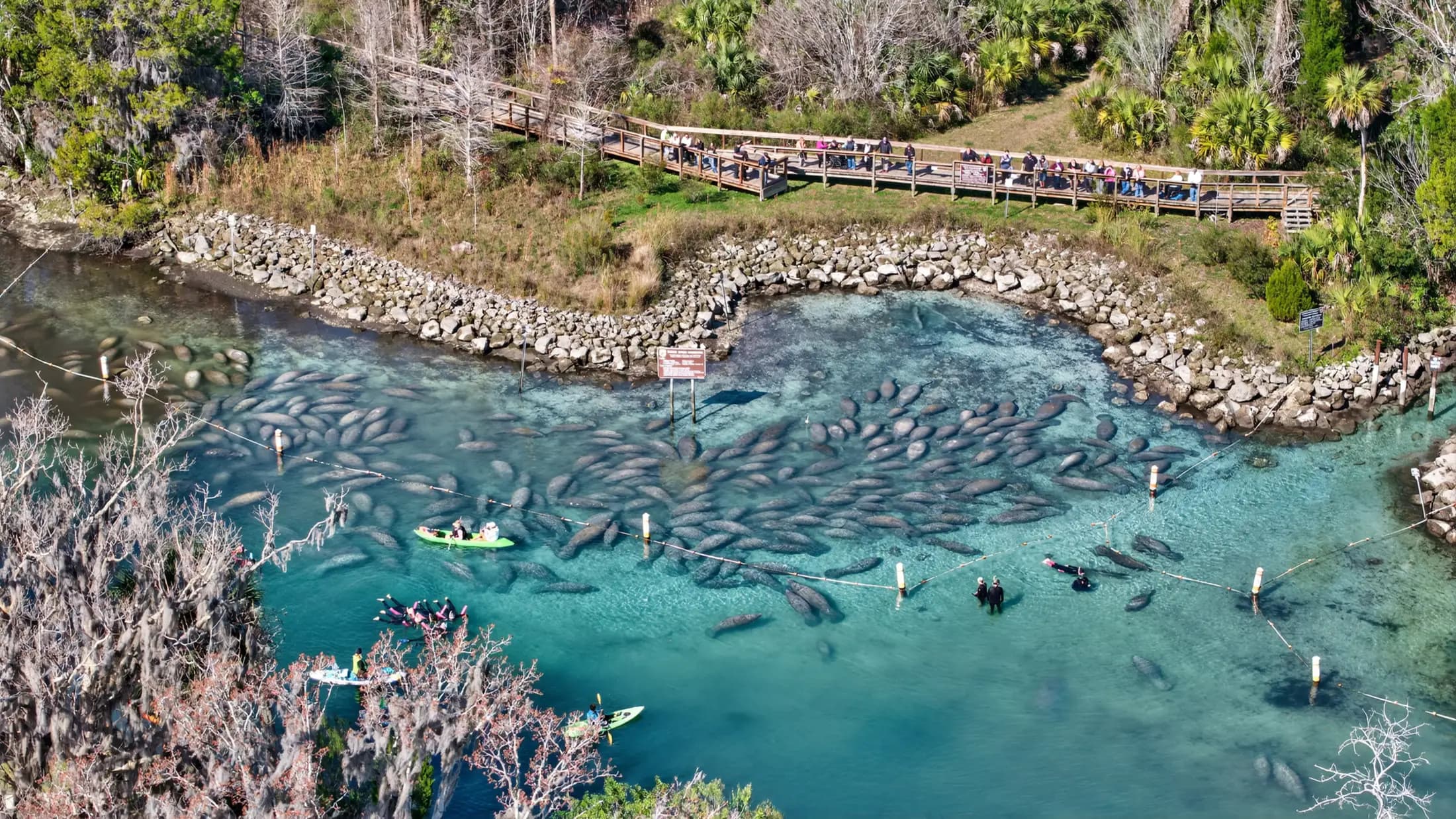 Manatee cruising through Crystal River waters